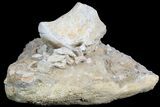 Fossil Mosasaur Vertebrae With Shark Teeth & Vertebrae #78097-1